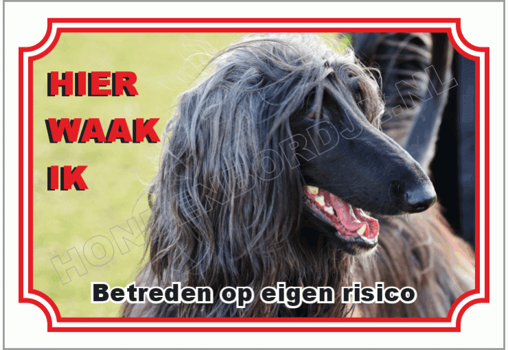 Afghaanse windhond zwart