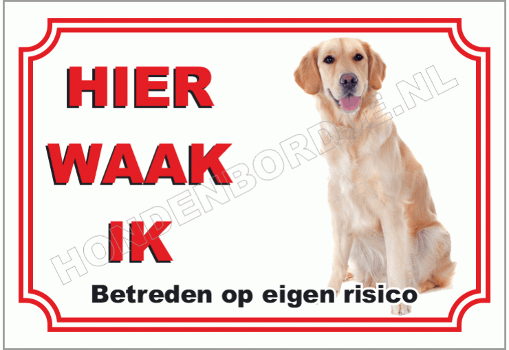 Golden retriever