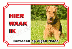 Airedale terrier