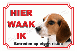 Beagle