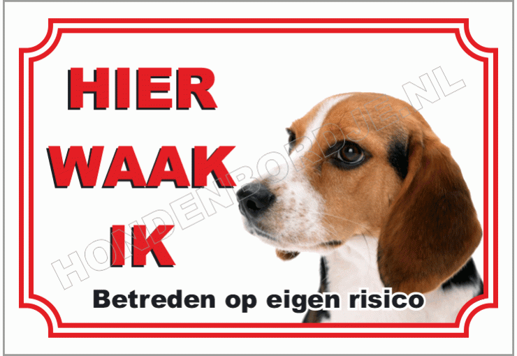 Beagle
