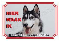 Alaska malamute