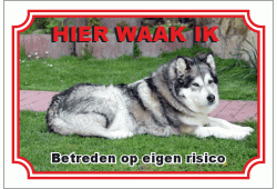 Alaska malamute