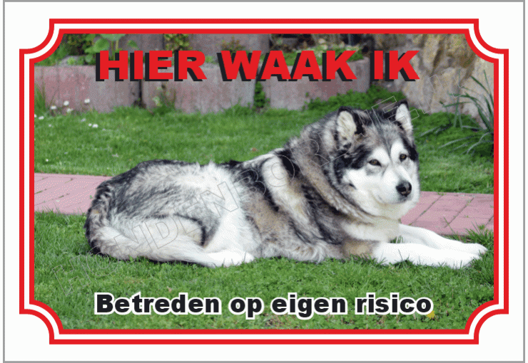 Alaska malamute