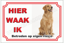 Golden retriever