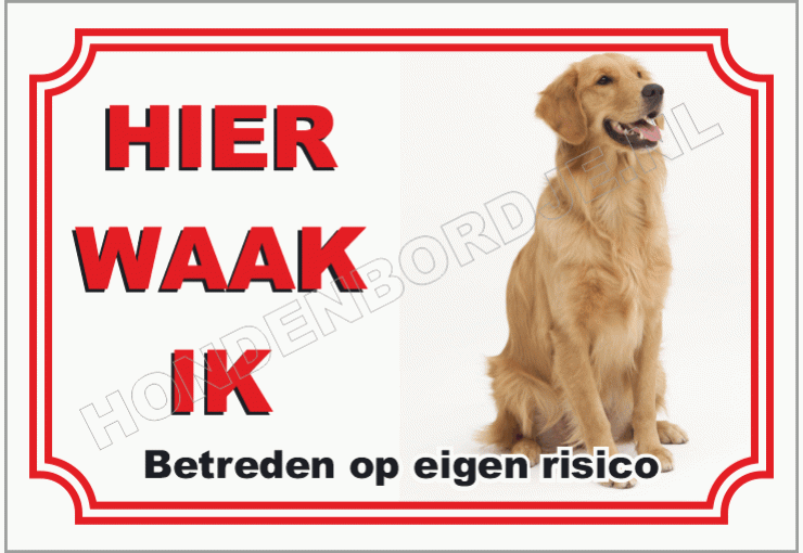 Golden retriever