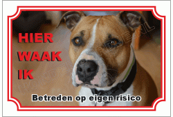 American staffordshire