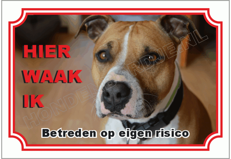 American staffordshire