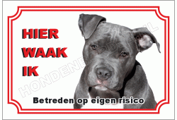 American staffordshire terrier