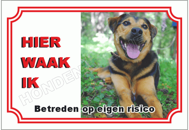 Appenzeller sennenhond