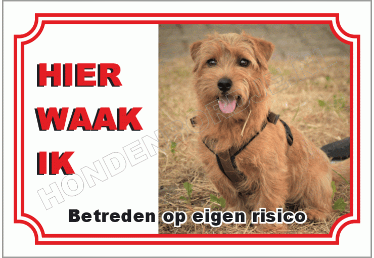 Cairn terrier