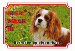 Cavalier king charles spaniël