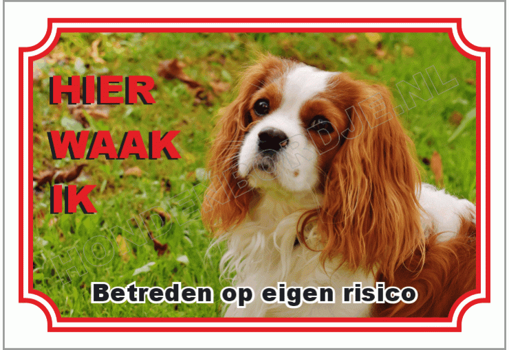 Cavalier king charles spaniël