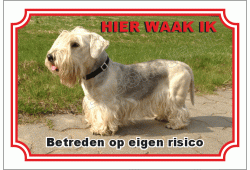 Cesky terrier