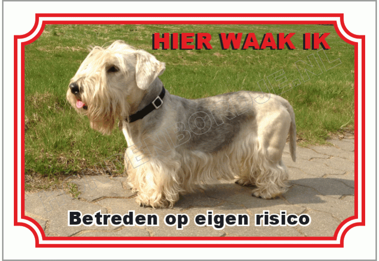 Cesky terrier