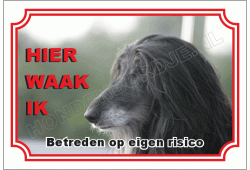 Afghan-hound