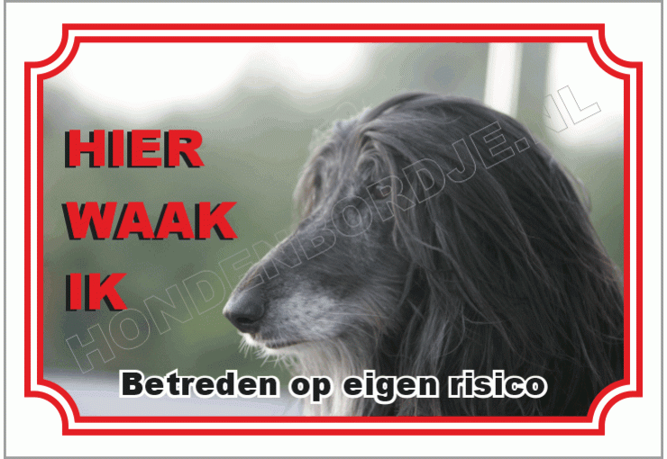 Afghan-hound