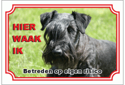 Cesky terrier