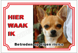 Chihuahua korthaar