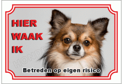Chihuahua langhaar langhaar