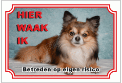 Chihuahua langhaar langhaar