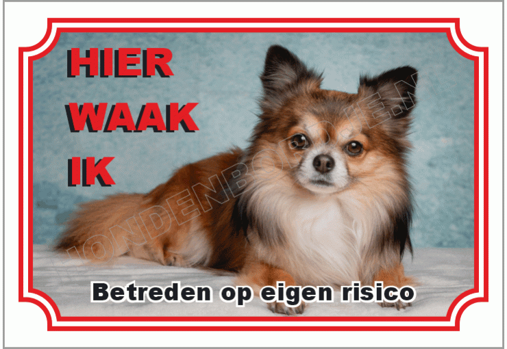 Chihuahua langhaar langhaar