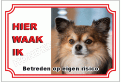 Chihuahua langhaar langhaar