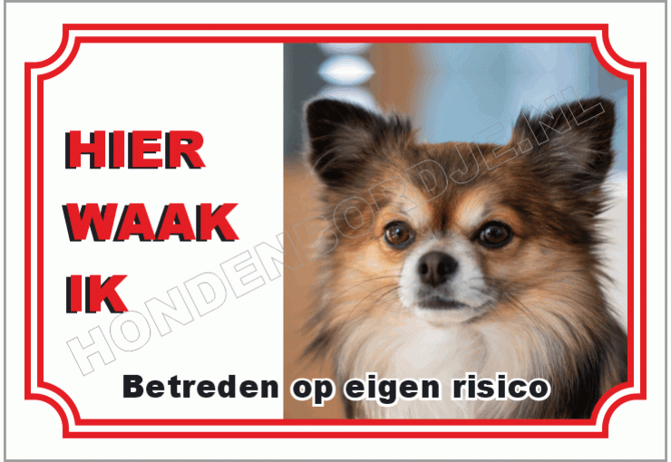 Chihuahua langhaar langhaar