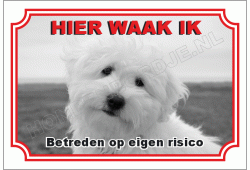 Coton de tulear
