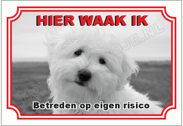 Coton de tulear
