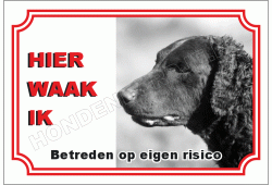 Curly coated retriever