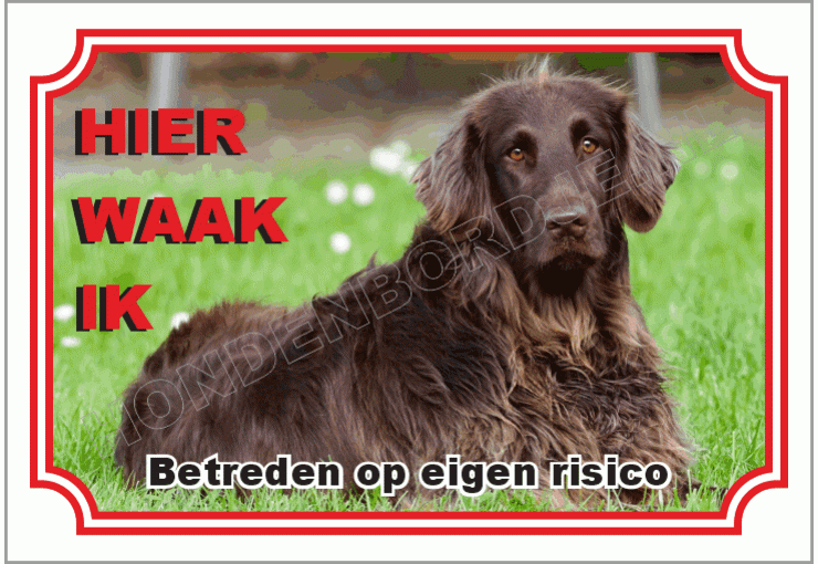 Duitse staande hond langhaar
