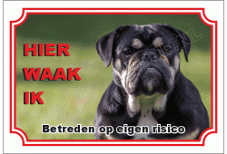 Engelse bulldog