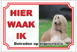 Afghaanse Windhond