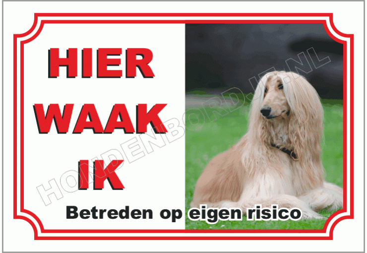 Afghaanse Windhond