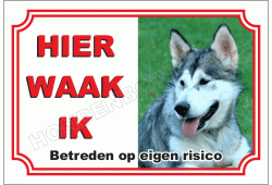 Alaska Malamute