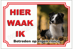 Australian Shepherd