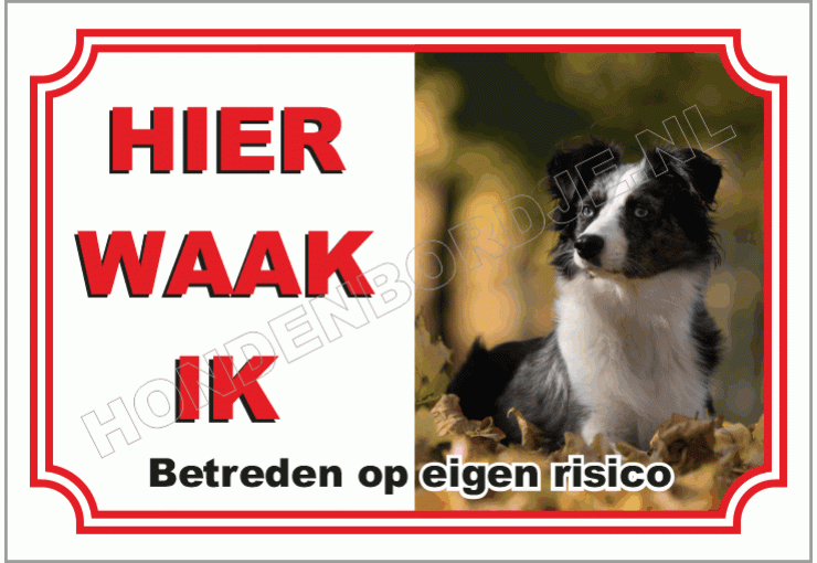 Australian Shepherd