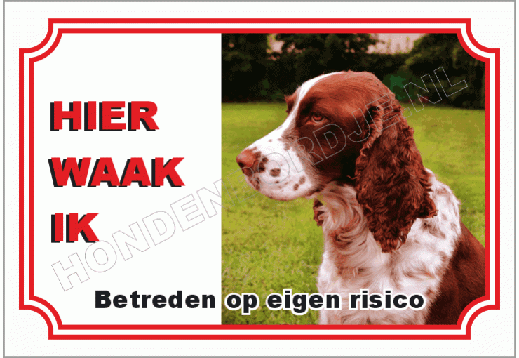 Engelse springer spaniel