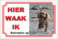 Amerikaanse water spaniel