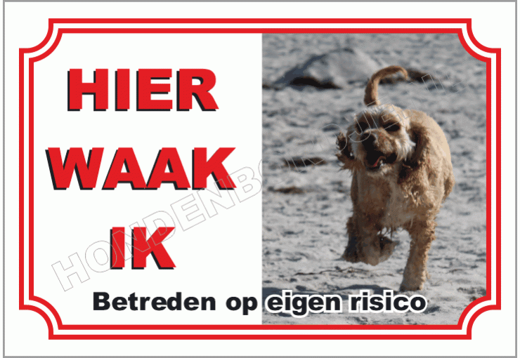 Amerikaanse water spaniel
