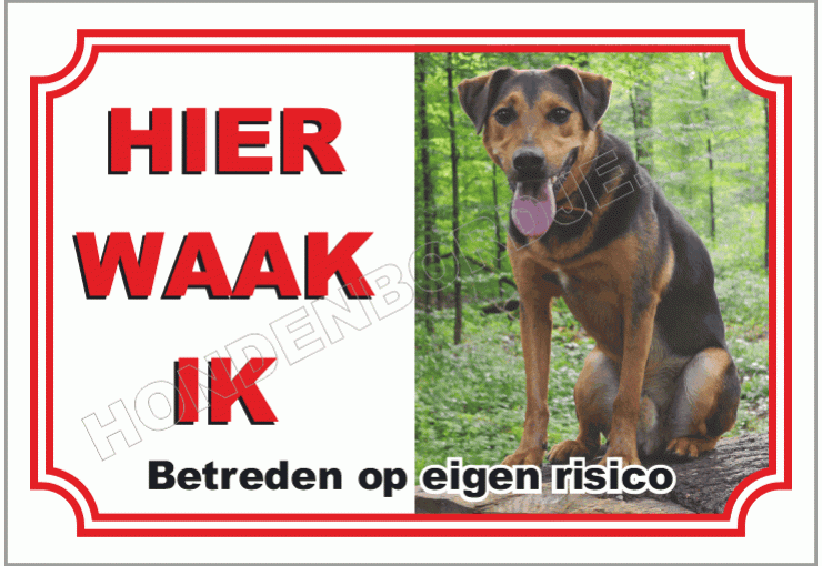 Appenzeller sennenhond