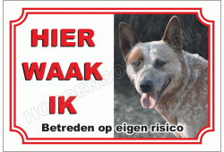 Australian cattle dog