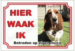 Basset hound