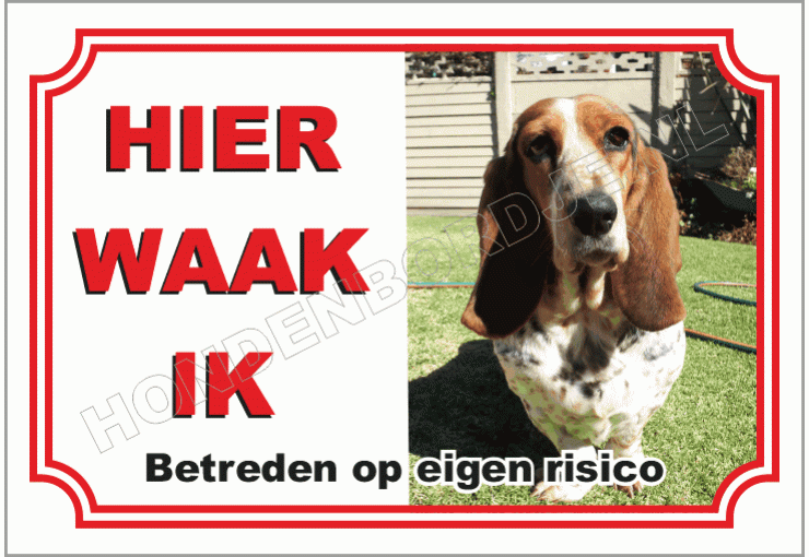 Basset hound