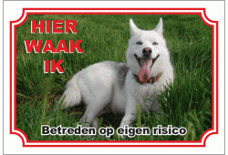 Siberian husky