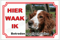 Welsh springer
