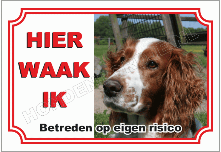 Welsh springer
