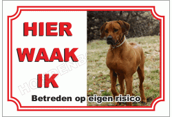 Rhodesian ridgeback