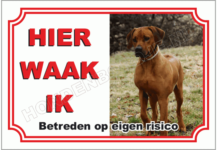 Rhodesian ridgeback